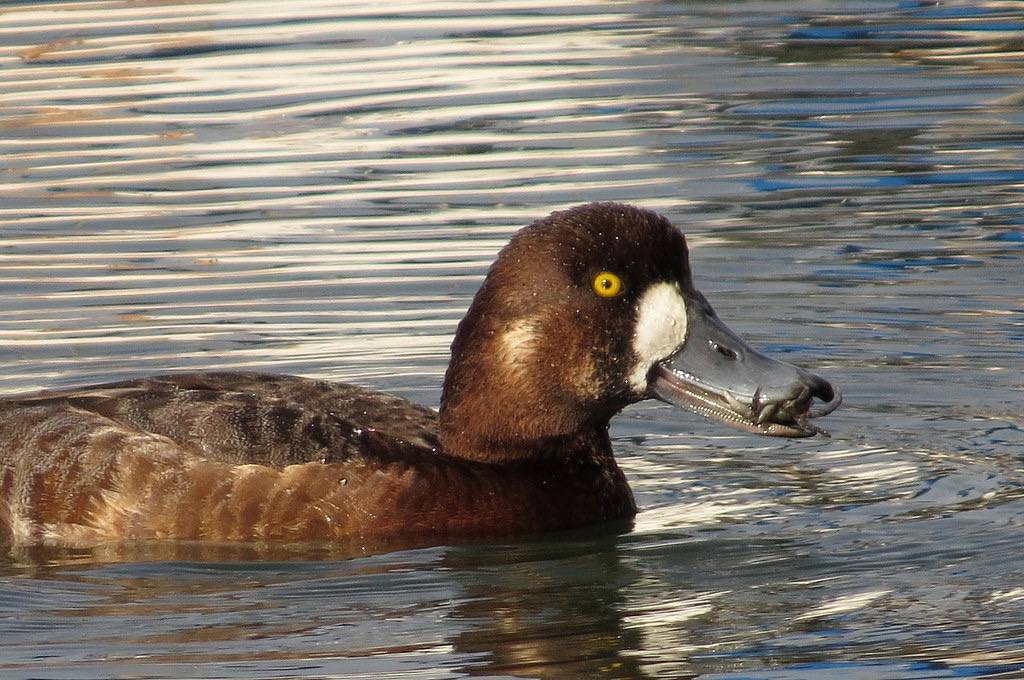 Greater Scaup - female by Kaaren Perry is licensed under CC BY 2.0